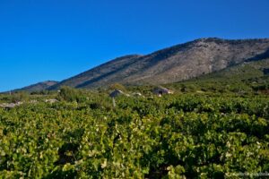 giouzelis 010