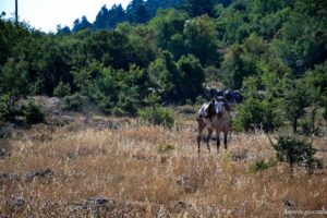 giouzelis 015